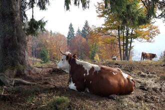 Altes Forsthaus
