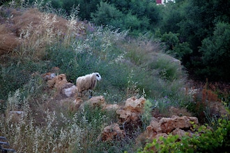 Villa Eleonora
