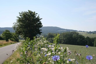 Im Frankenwald