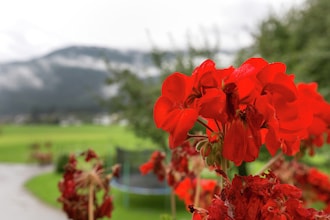 Baderhof