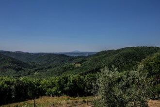 Zafferano