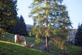 Hirschleiten