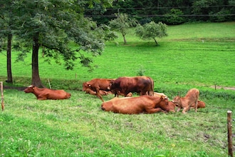 Am Stulzenhof