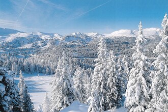 Alpenröslein