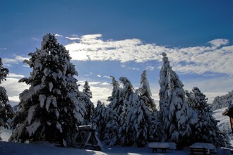 Alpenröslein