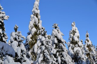 Alpenröslein