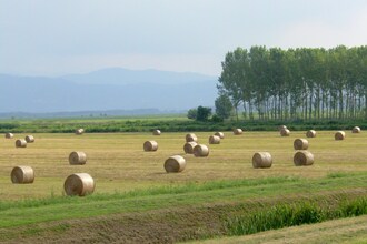 Massarella Due