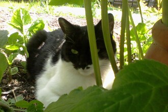 Pircher