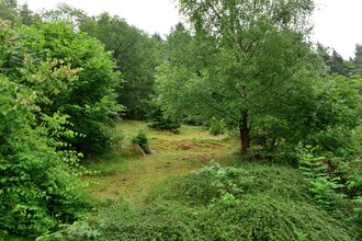 Willingen