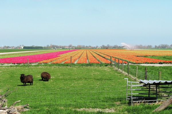 Authentiek boerderijvakantiehuis bij het Markermeer in Schellinkhout - thumbnail 4