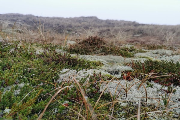 6-persoons vakantiehuis in Hemmet direct aan zee · 74 m² - thumbnail 3