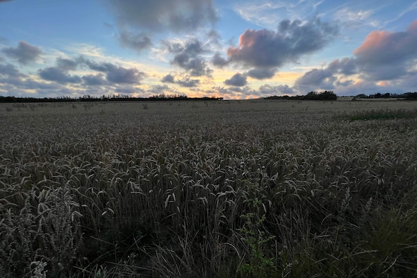 Ruim vakantiehuis op duinperceel met whirlpool en sauna op 1,8 km van zee - thumbnail 3
