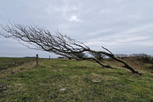 Vrijstaand vakantiehuis op natuurperceel, 700m van strand bij Spøttrup - thumbnail 5