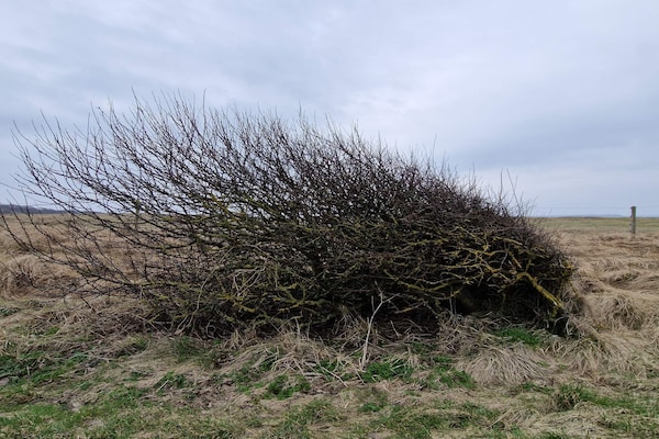 Vrijstaand vakantiehuis op natuurperceel, 700m van strand bij Spøttrup - thumbnail 6