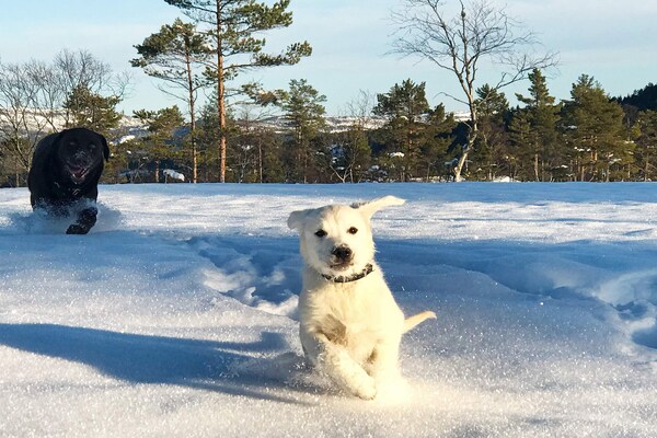 Panoramisch vakantiehuis voor 15 personen met sauna, direct aan de skipiste bij Treungen - thumbnail 6