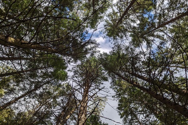 Knusse stuga aan het Lillesjö meer met eigen terras en visstek op 20 meter - thumbnail 6