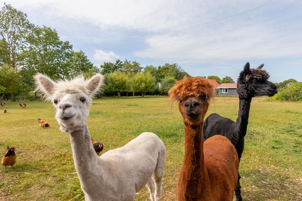 Vrijstaand vakantiehuis 'Jikkemien' in polder bij Koudekerke, honden toegestaan - thumbnail 3