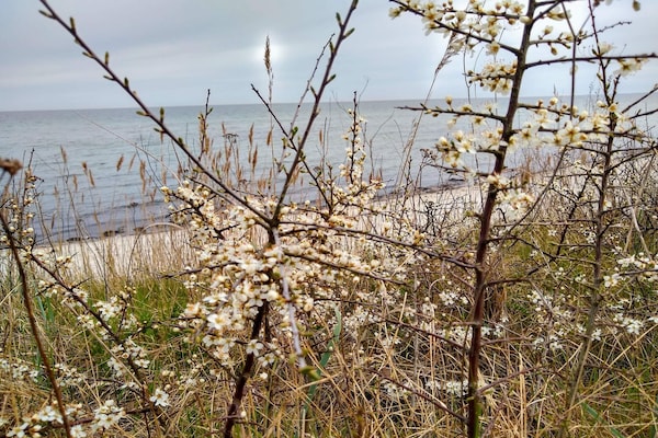 Aan zee: Charmant vakantiehuis in Idestrup voor 4 personen - thumbnail 4