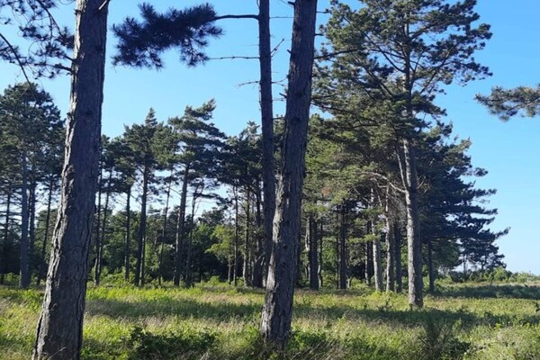 Vrijstaand vakantiehuis bij zee in Rørvig, 700m van strand - thumbnail 4