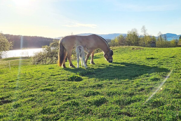 Vrijstaand vakantiehuis aan het water op Osterøy met uitzicht over Lonevågen - thumbnail 5