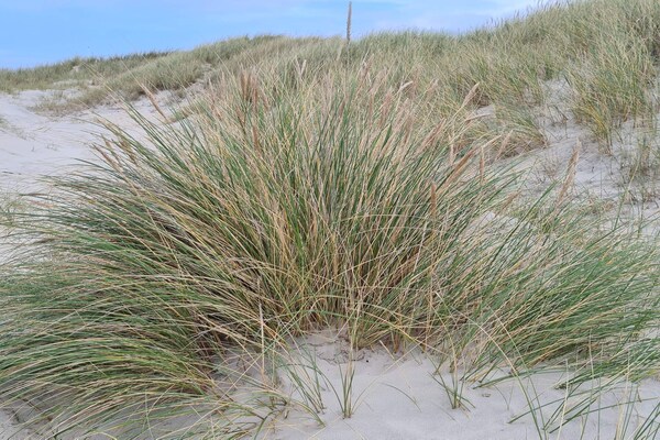 Licht vakantiehuis bij de duinen en het strand van Rødhus - thumbnail 6