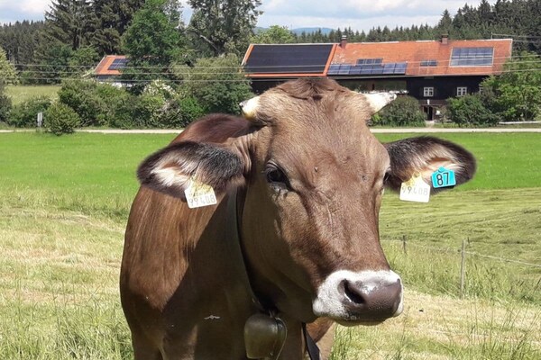 Authentiek Alpenverblijf in Sulzberg – Ruimte, rust en natuur nabij de skipiste - thumbnail 5