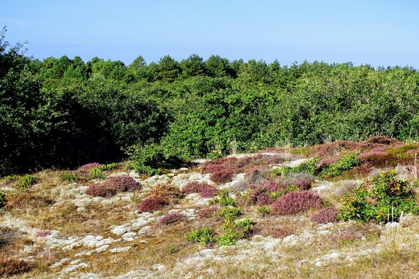 Tipitent de Jutter: Avontuurlijk kamperen met comfort in Callantsoog - thumbnail 6