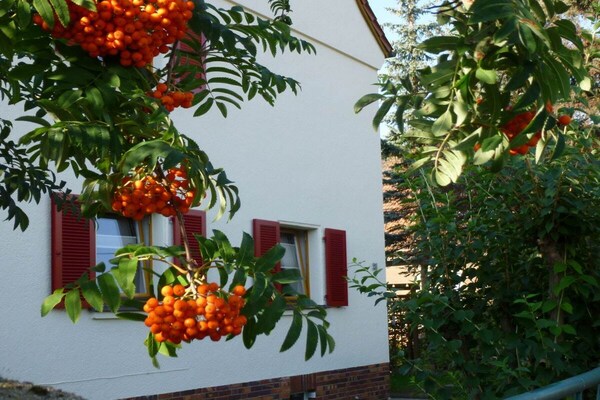 Knus vakantiehuis nabij Dresden – 4 personen, huisdier welkom - thumbnail 3