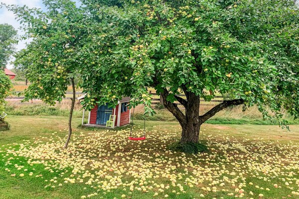 Sfeervol vakantiehuis op boerderij in Hallstavik, Roslagen - thumbnail 5