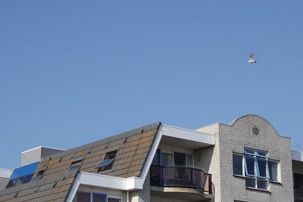 Vrijstaand vakantiehuis Beach 15-20: strand, duinen en het nieuwe plein - thumbnail 6