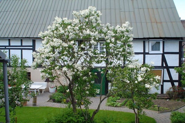 Sfeervol vakantiehuis in Medebach met tuin, vlakbij het centrum - thumbnail 6