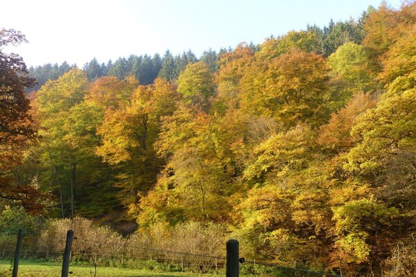 Knus vakantiehuis voor 4 in de Eifel bij Lutzerath - thumbnail 2
