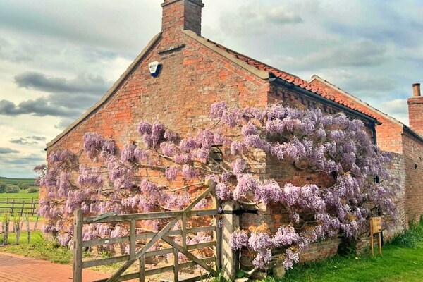 Wisteria at the Rookery: Romantisch landhuis in Lincolnshire Wolds - thumbnail 6