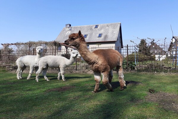 Knus gerenoveerd appartement met alpaca's aan de Ertsgebergte - thumbnail 3