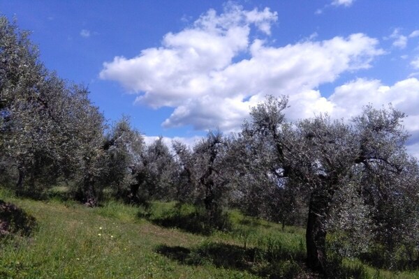 Authentieke Toscaanse villa La Piastraia op loopafstand van Suvereto - thumbnail 6