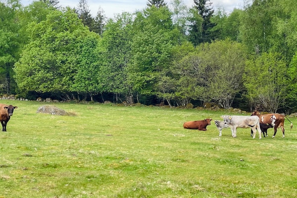 Vrijstaand vakantiehuis aan de golfbaan in de bossen van Småland - thumbnail 5