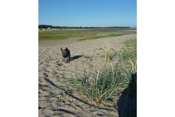 4-persoons vakantiehuis in het centrum van Wangerland - Hooksiel - thumbnail 6