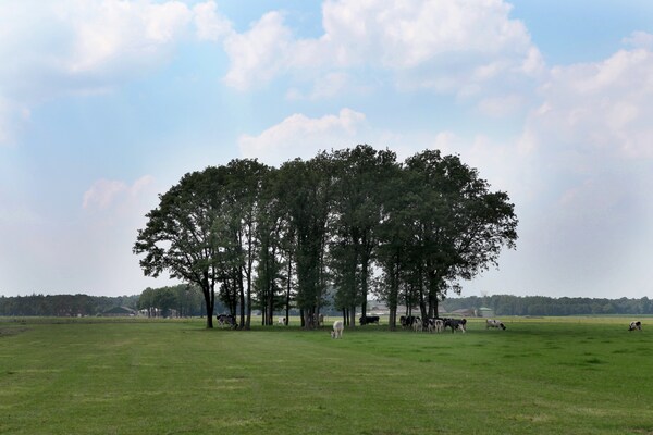 Romantische boerderij De Maaijen: rust, natuur en open haard in Ulicoten - thumbnail 6