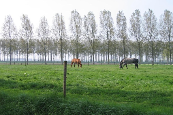 Biezenpolder Biezenpolder