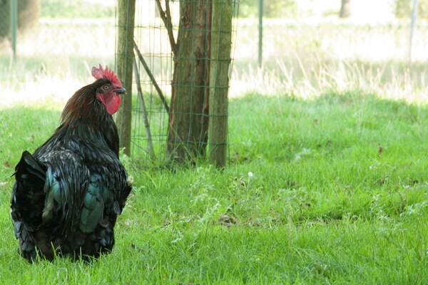 \'t Krampven \'t Krampven