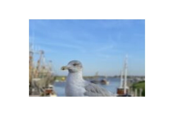 775249 - thumbnail 2
