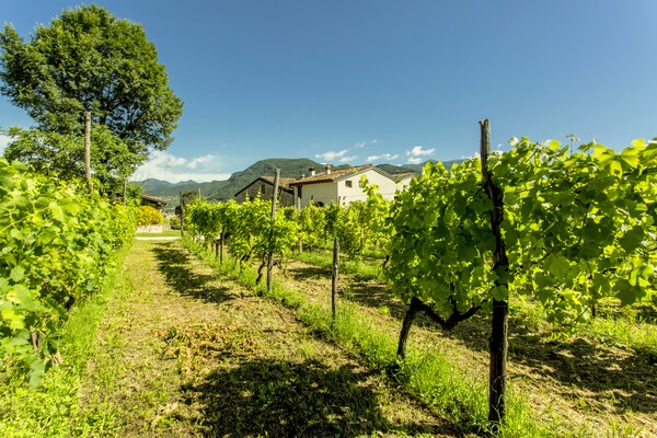 Cascina - Bilo grande Cascina - Bilo grande