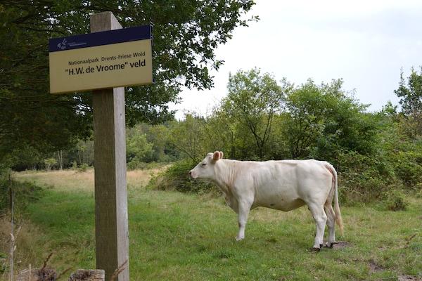 De Paddestoel