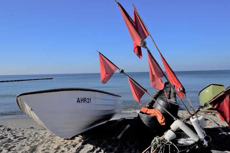 Der Windflüchter am Meer