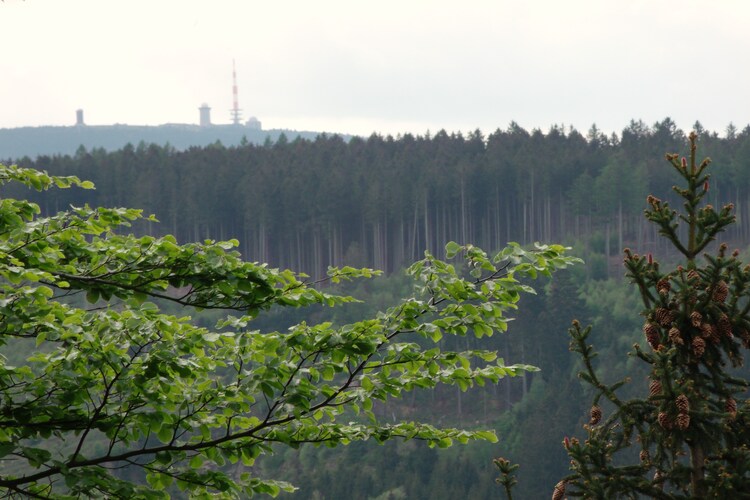 Brockenherz