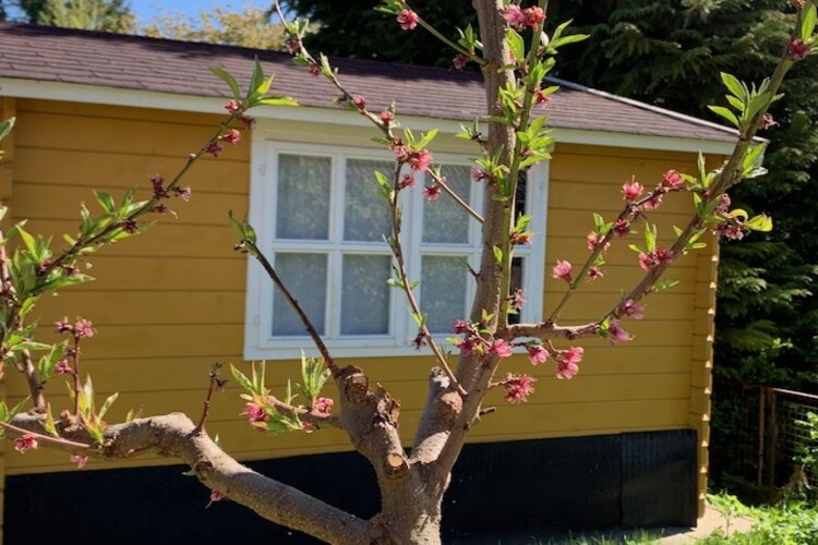 Ferienhaus Seeadler 62 qm - Garten Sommer