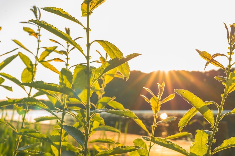 Sommerhus-nordlys 80 qm-Gebieden zomer 1km