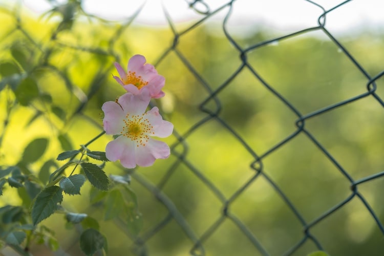 Sommerhus-nordlys 80 qm-Gebieden zomer 1km