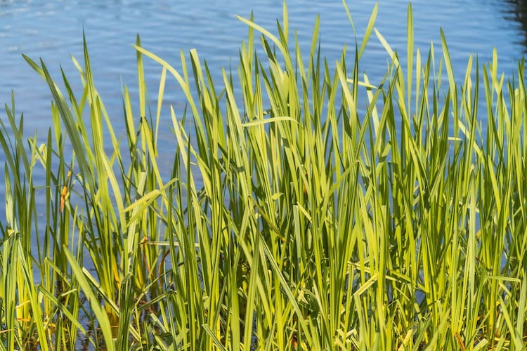 Ferienhaus Strandblick-Gebieden zomer 1km