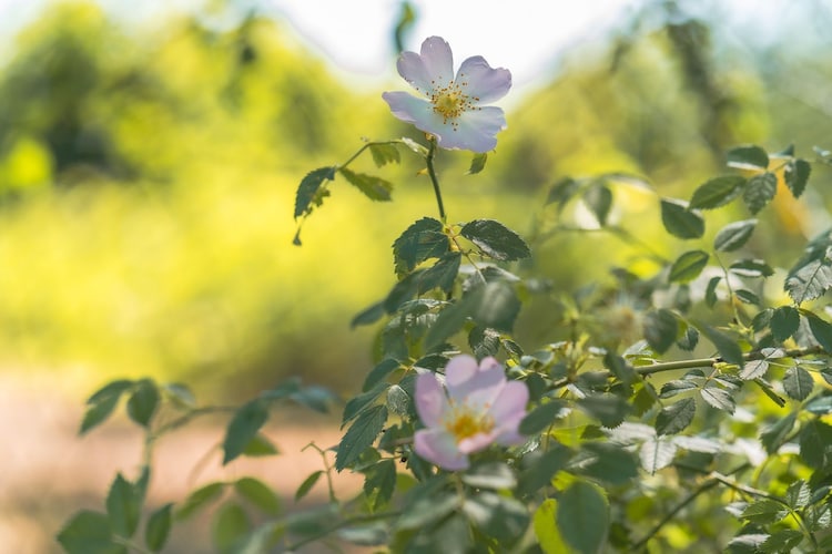 Seewind / 8 Personen-Gebieden zomer 1km